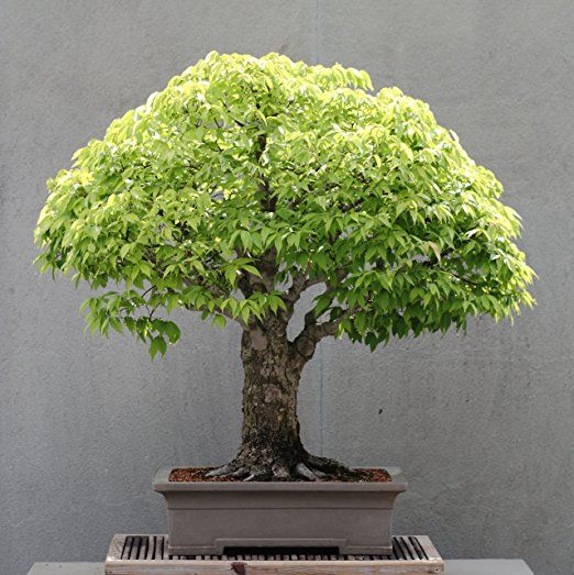 Maple Bonsai Tree